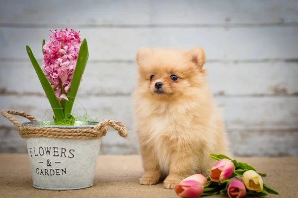 Sentado Lado Belas Flores Rosa Filhote Cachorro Bonito Posando Para Imagem De Stock