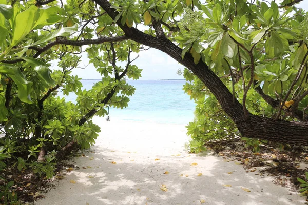 Malediwy. Tropikalne drzewa w pobliżu plaży. Letnie wakacje na rajskiej wyspie tropikalnej. — Zdjęcie stockowe