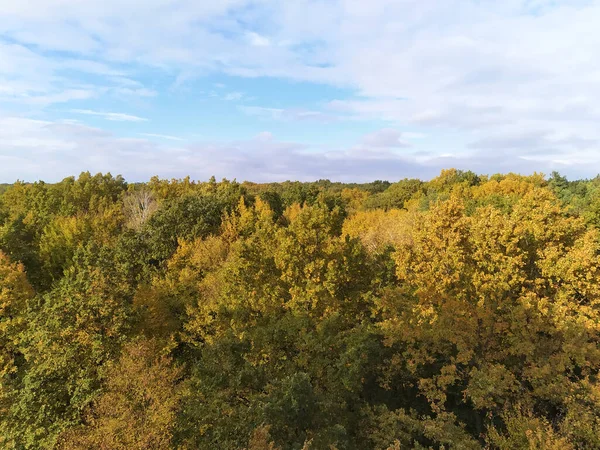 Осінній ліс. Верхівки дерев з золотим, жовтим і зеленим листям. Яскравий сонячний осінній пейзаж з блакитним небом . — стокове фото