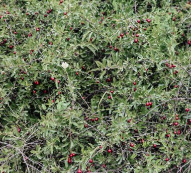 Dallarında kırmızı böğürtlen olan bir çalı, yaz arkaplanı.