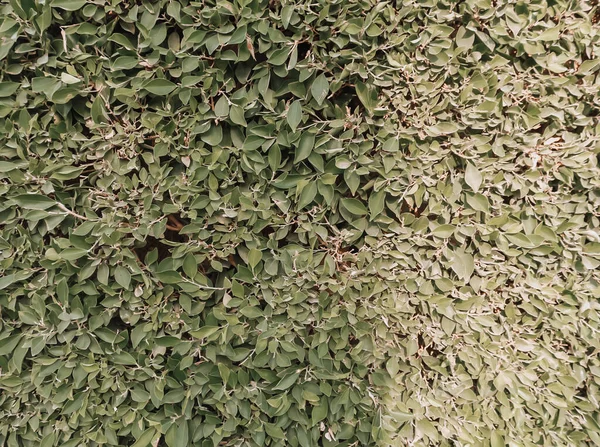 Naturalny zielony wzór w spokojnej palecie. Zielone liście tekstury, letnie tło z cieniami i światłem. — Zdjęcie stockowe