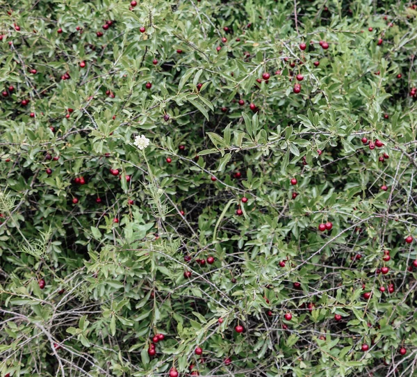 Dallarında kırmızı böğürtlen olan bir çalı, yaz arkaplanı.