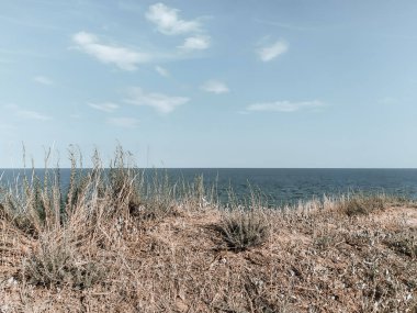 Açık deniz kıyısındaki çayır bitkileri ve uzun otlar. Yumuşak renk paletinde deniz manzarası.