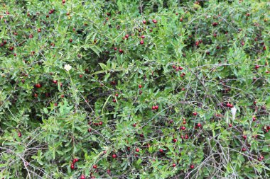 Dallarında kırmızı böğürtlen olan bir çalı, sonbahar hasat arkaplanı. Vahşi doğada olgun böğürtlenlerle yakın plan çalılar..