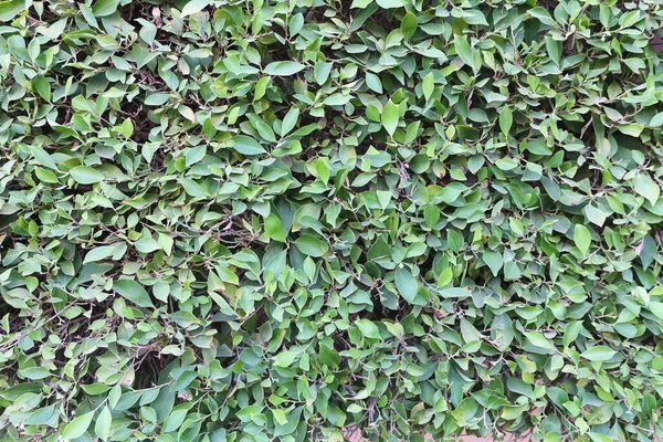 緑の葉 夏の背景 自然な緑の質感 暗い背景の緑 夏の晴れた日の庭の植物 — ストック写真