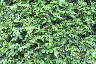 Doğal yeşil desen. Yeşil yaprak dokusu, koyu bir arka planda yaz yeşilliği. Bahçe bitkileri güneşli bir yaz gününde.