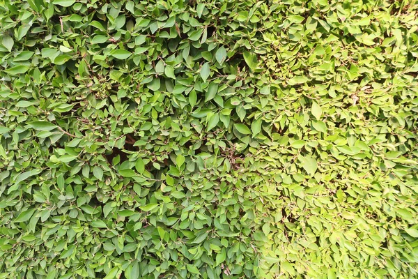 Naturalny Zielony Wzór Zielone Liście Tekstury Letnie Tło Cieniami Światłem — Zdjęcie stockowe