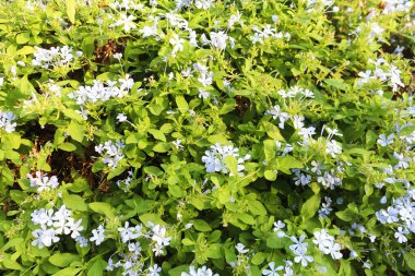 Yeşil yaprakları ve küçük mavi çiçekleri olan yaz arkaplanı. Doğal organik doku. Bahçe bitkileri güneşli bir yaz gününde.