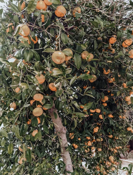 Τανγκερίνες Φυτρώνουν Στα Κλαδιά Ένα Μανταρίνι Γεμάτο Ώριμα Φρούτα Φθινοπωρινή — Φωτογραφία Αρχείου