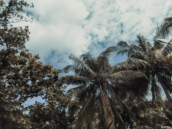 Tropical trees and a blue sky on Maldives. Coconut palm trees. Summer vacation on a paradise tropical island. Plants in tropical island climate. Jungle. A picture in calm muted colors.