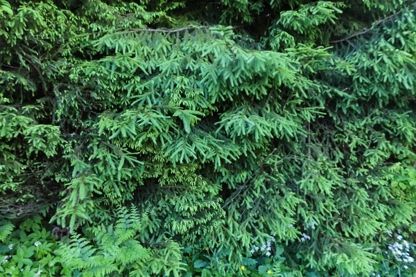 Green Fir Tree Branches Summer Natural Coniferous Tree Texture Background — Zdjęcie stockowe