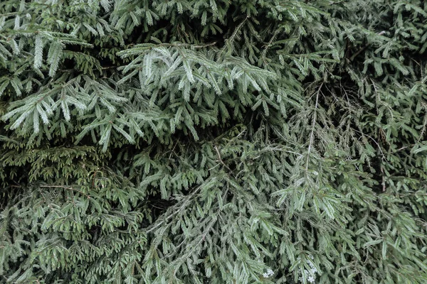 Fir Tree Branches Organic Texture Natural Coniferous Tree Dark Moody — Zdjęcie stockowe
