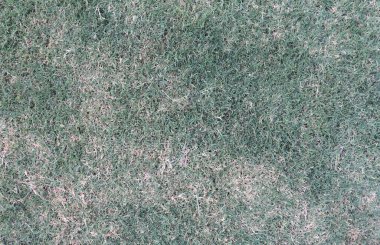 Natural background of a grass lawn in the summer, top view. Garden soil with green grass, organic texture. Minimal background photo. Garden plants, landscaping.