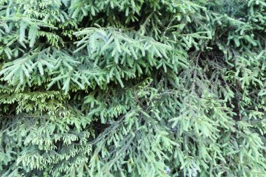 Green fir tree branches organic texture. Natural coniferous tree background. Forest evergreen trees close up.