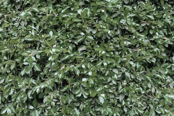 Dark Green Leaves Texture Summer Background Natural Green Pattern Greenery — Zdjęcie stockowe