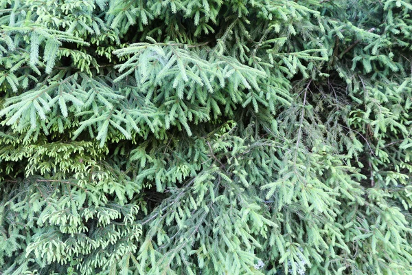 Green Fir Tree Branches Organic Texture Natural Coniferous Tree Background — Zdjęcie stockowe