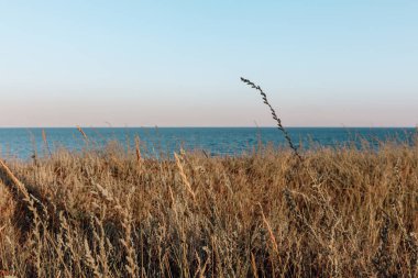 Meadow plants and tall grass on a seashore. Sea landscape, minimalist photo. Clear horizon above water. Black Sea, Ukraine, Eastern Europe.