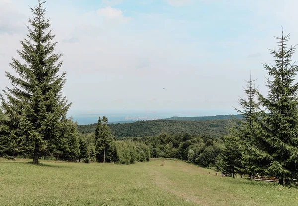 Зеленый Луг Рядом Лесом Карпатские Горы Украина Восточная Европа Летний — стоковое фото