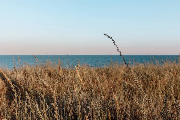Meadow plants and tall grass on a seashore. Sea landscape, minimalist photo. Clear horizon above water. Black Sea, Ukraine, Eastern Europe.