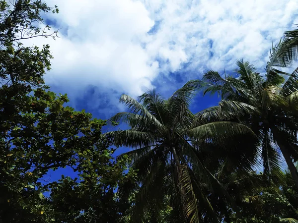 Coconut palm trees. Tropical trees and a blue sky on Maldives. Summer vacation on a paradise tropical island. Plants in tropical island climate. Jungle.