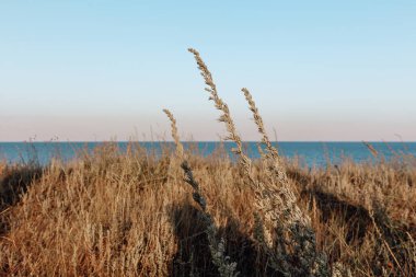 Deniz manzarası. Açık deniz kıyısındaki çayır bitkileri ve uzun otlar. Suyun üstündeki açık ufuk. Minimalist fotoğraf. Karadeniz, Ukrayna, Doğu Avrupa.