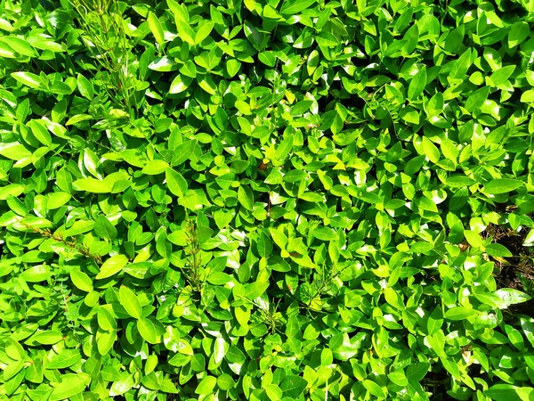 Małe Liście Słoneczny Letni Dzień Zielony Liść Tekstury Organiczne Tło — Zdjęcie stockowe