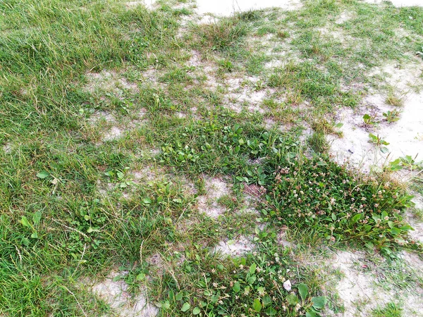 Garden Soil Green Grass Wildflowers Organic Texture Natural Background Grass — Zdjęcie stockowe