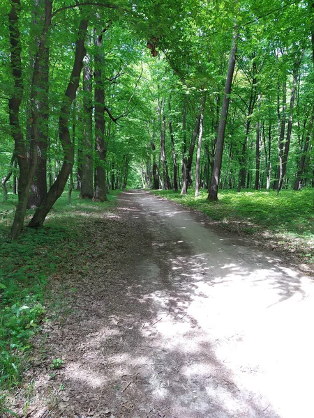 Helle Frühlingslandschaft Frühlingshölzer Mit Jungen Grünen Blättern Und Zweigen Ein — Stockfoto