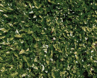 Küçük yeşil yapraklar. Doğal yeşillik deseni kapanıyor. Yeşil yaprak dokusu, sakin bir palette organik arka plan. Bahçe bitkileri güneşli bir yaz gününde.