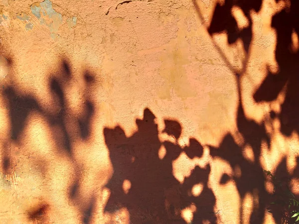 Summer shadows and light on the wall. Plaster painted wall texture with plant floral shadows on it. A brown red background with motion blur effect. Minimal boho style.