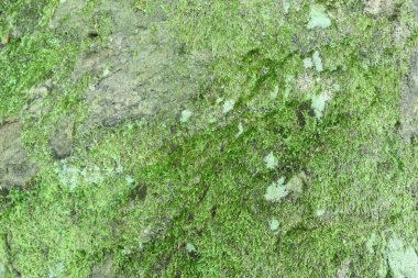 Yeşil yosunlarla kaplı büyük bir kaya parçası. Doğal taş dokusu kapanır. Soyut organik arka plan. Tasarımlarınıza kolayca derinlik ve organik doku ekleyin.