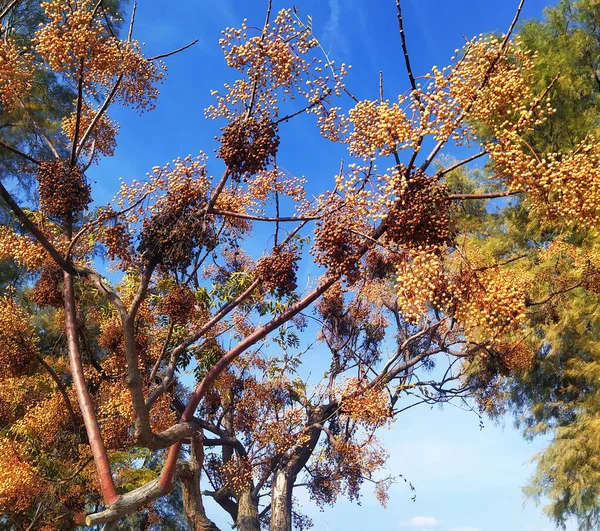 Dallarında Küçük Sarı Meyveler Olan Bir Ağaç Vahşi Tropikal Yenilemez — Stok fotoğraf