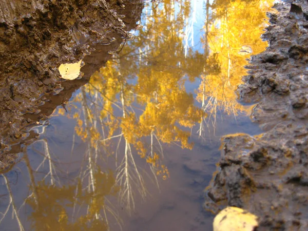 Sonbahar Gökyüzünün Yansıması Yol Kenarında Bir Birikintisinde Sarı Yapraklı Ağaçlar — Stok fotoğraf