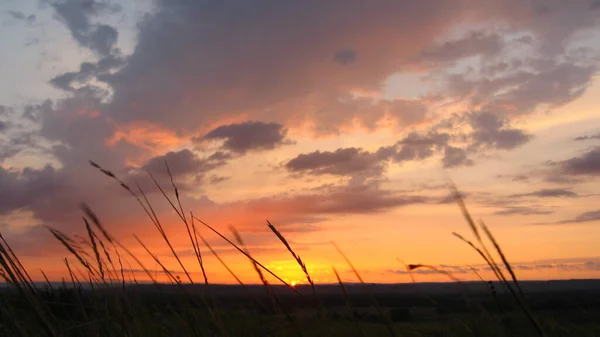 Pôr Sol Sobre Campo Spikelets Raios Sol — Fotografia de Stock