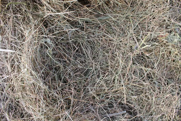 背景として乾燥した枯れた草 干し草 — ストック写真
