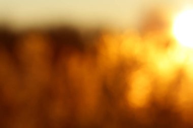 Tasarım için Bokeh ile soyut Blured Golden Sunset arkaplanı