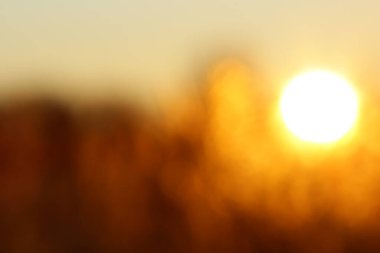 Tasarım için Bokeh ile soyut Blured Golden Sunset arkaplanı