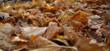 Sonbahar arkaplanı - yere düşmüş kahverengi ve turuncu yapraklardan oluşan halı