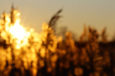 Tasarım için Bokeh ile soyut Blured Golden Sunset arkaplanı