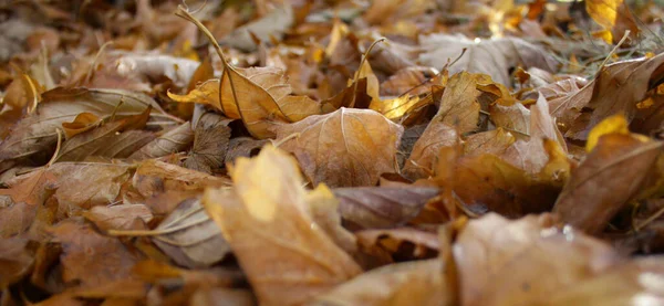 Autumn Background Carpet Fallen Brown Orange Leaves Ground — Stock Photo, Image