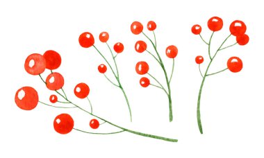 Kırmızı böğürtlenli suluboya dalları