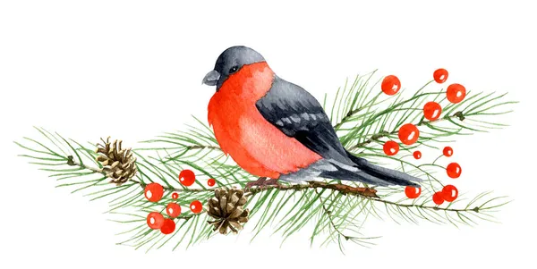 Watercolor Bullfinch with tree branch — Stock Photo, Image