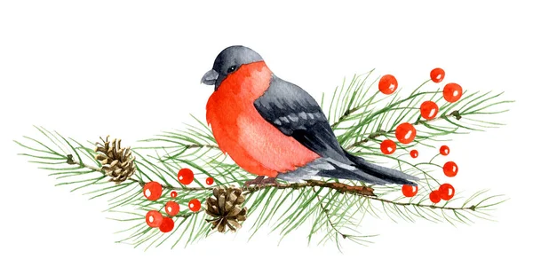 Akwarela Bullfinch z gałęzią drzewa — Zdjęcie stockowe