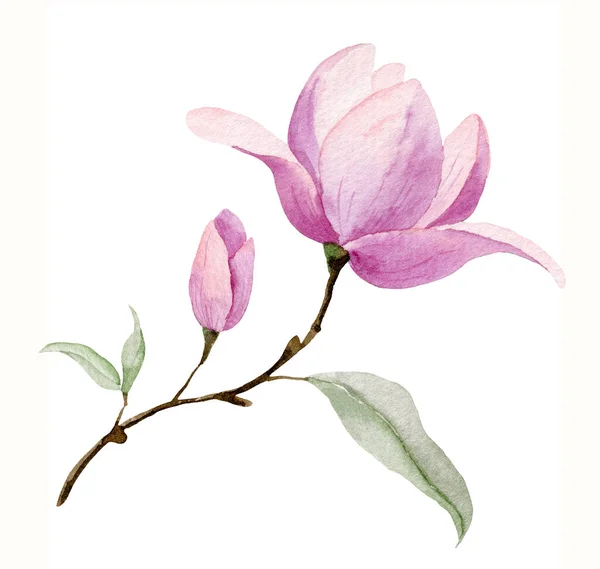 Watercolor Pink Flower White Isolated Background Hand Painted Blooming Magnolia — Stock Photo, Image
