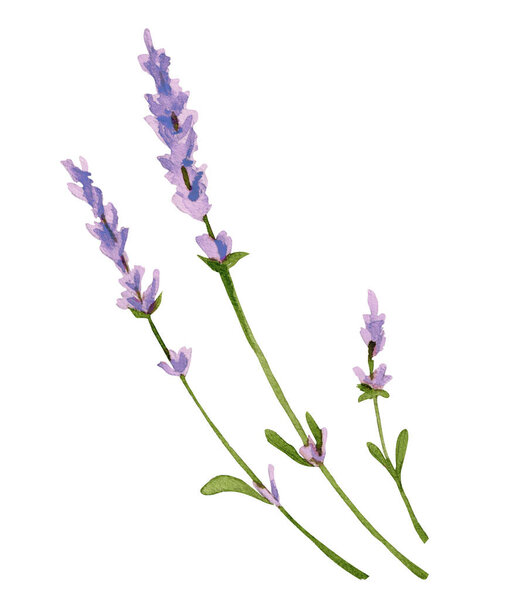 Watercolor flower lavender