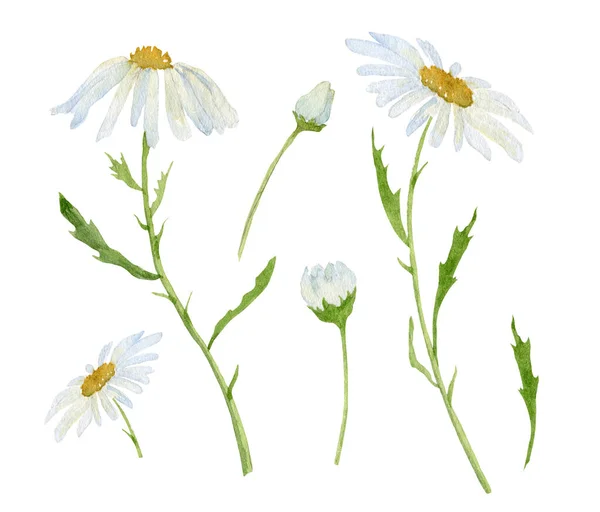 White watercolor flower chamomile — Stock Photo, Image