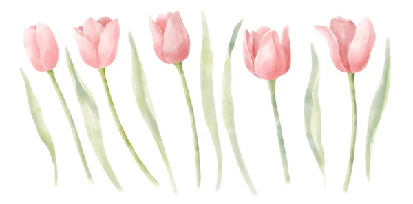 Watercolor pink tulips set — Stock Photo, Image