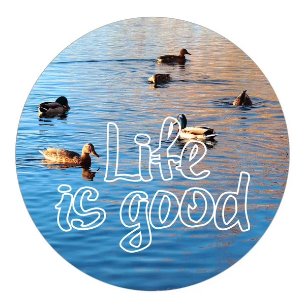 Життя - це позитивна фраза. Качки плавають у воді. Зимовий сонячний день — стокове фото