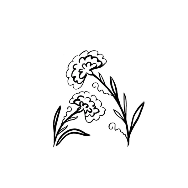 Set Floral botanique fleur de calendula. Élément d'illustration isolé. Ligne art dessin à la main fleur sauvage sur fond blanc — Photo