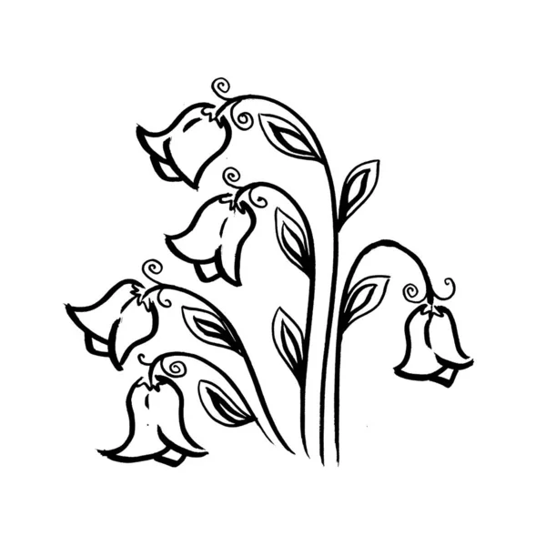 Monochromatyczna linia sztuki campanula Kwiat z urlopem. Liniowy strony rysunek kwiatowe elementy na białym tle — Zdjęcie stockowe